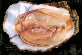 Το Oyster είναι ένα ισχυρό διεγερτικό για σεξουαλική ορμή